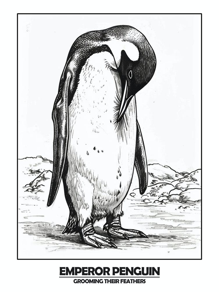 Penguin Grooming Their Feathers Poster 2