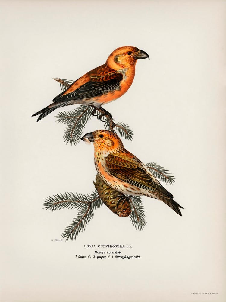 Red Crossbill (Loxia Curvirostra Bird), The Von Wright Brothers