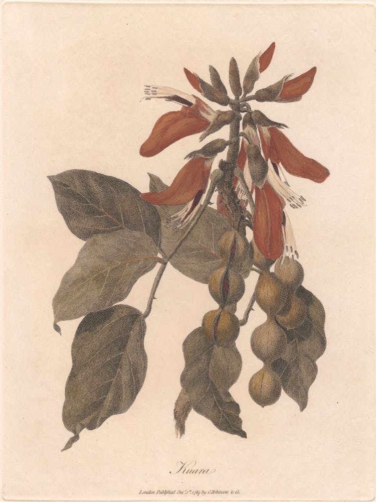 Kuara (1789), James Heath