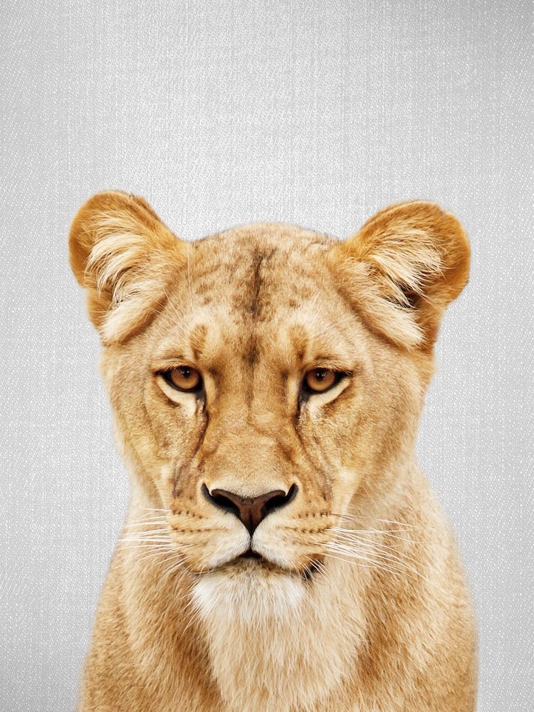 Lioness