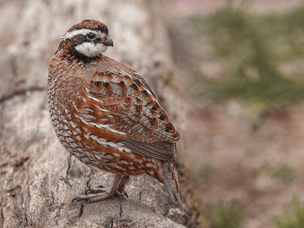 Harlequin Quail