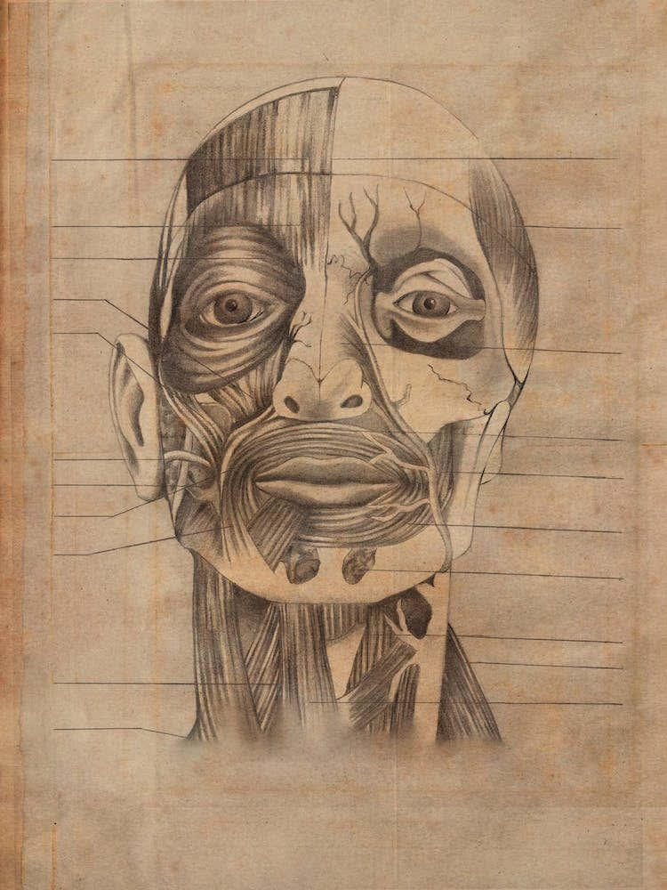 Vintage Anatomy Face Muscle