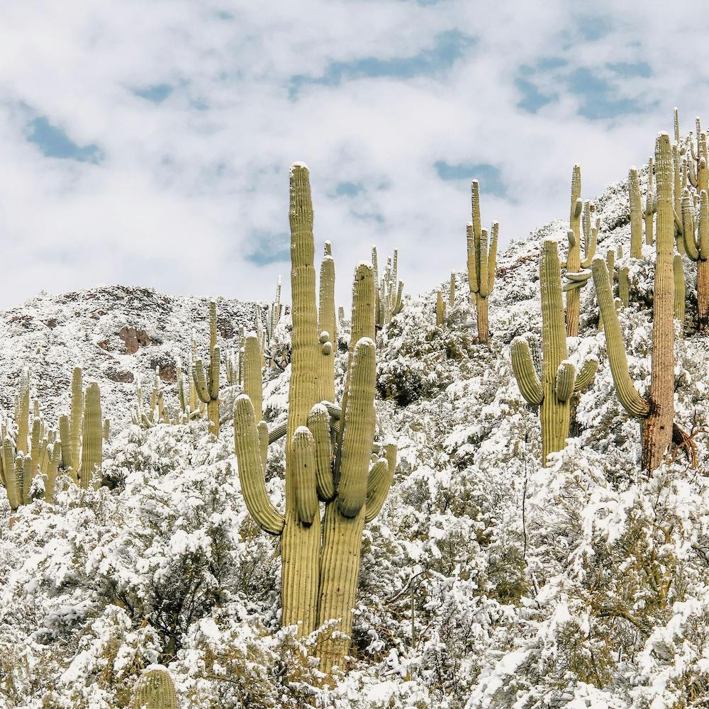 Snowy Desert Hillside