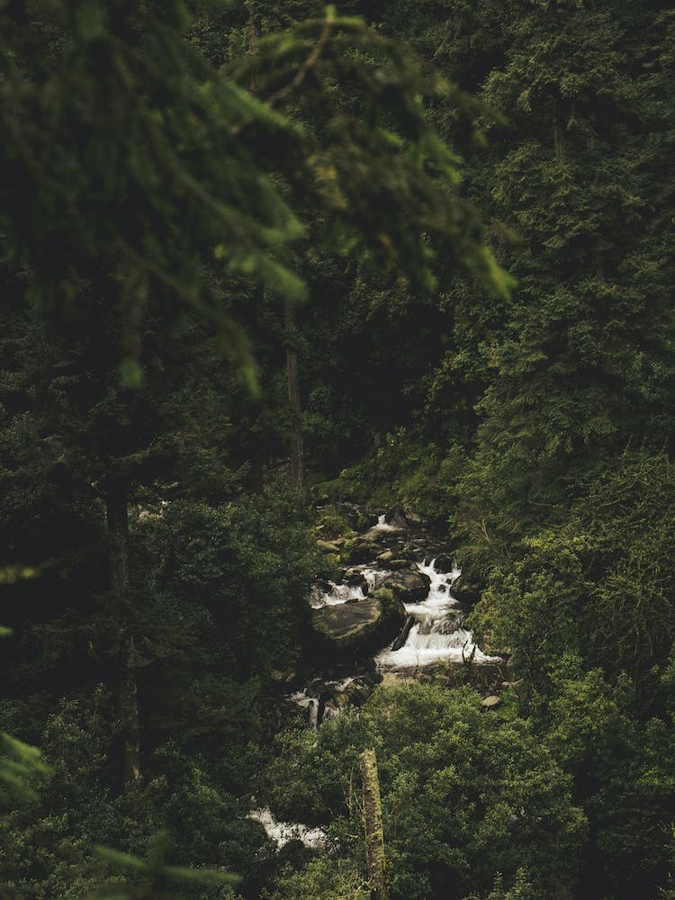 Waterfall In The Forest