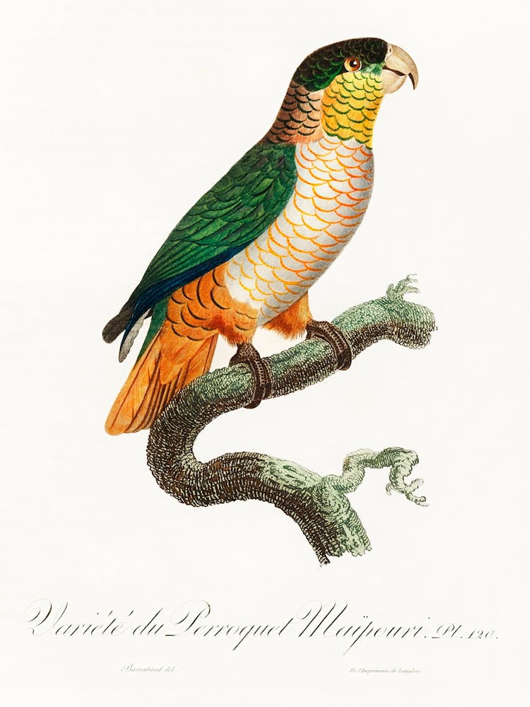 The Black Headed Parrot From Natural History Of Parrots, Francois Levaillant 1