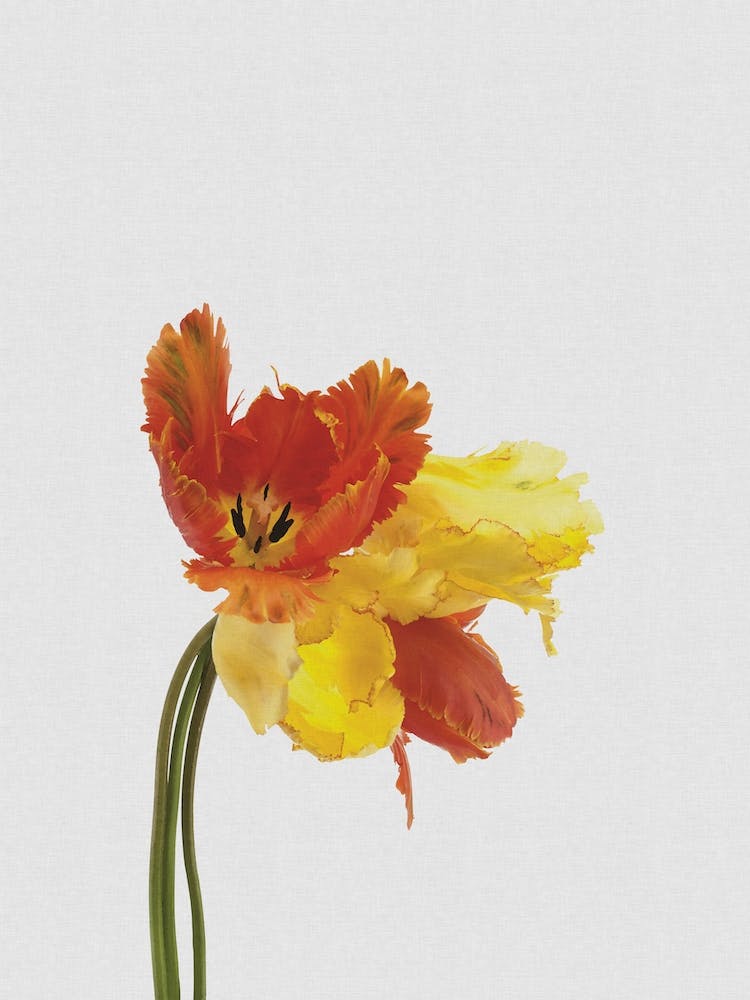 Tulip Still Life
