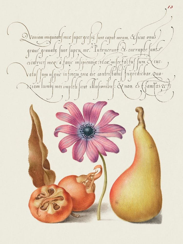 Medlar, Poppy Anemone, And Pear From Mira Calligraphiae Monumenta, Joris Hoefnagel