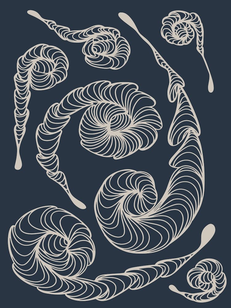 Sea Shells