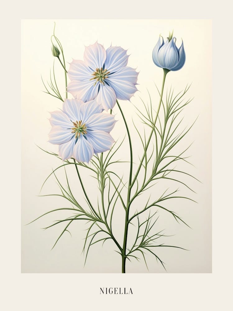 Illustration Florale Nigelle 'Love In A Mist' 1 Affiche