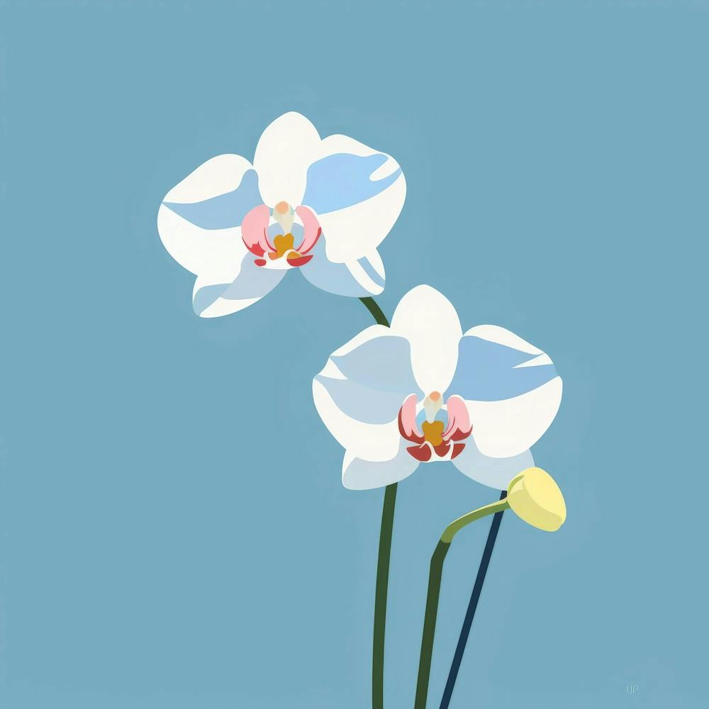 White Orchids