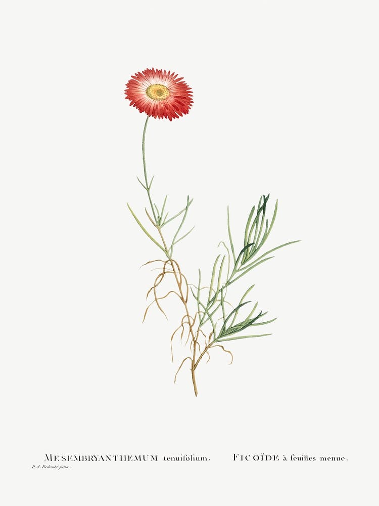 Mesembryanthemum Tenuifolium, Pierre Joseph Redoute