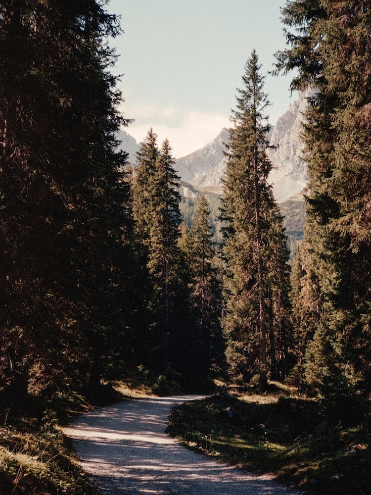 Forêt Analogue