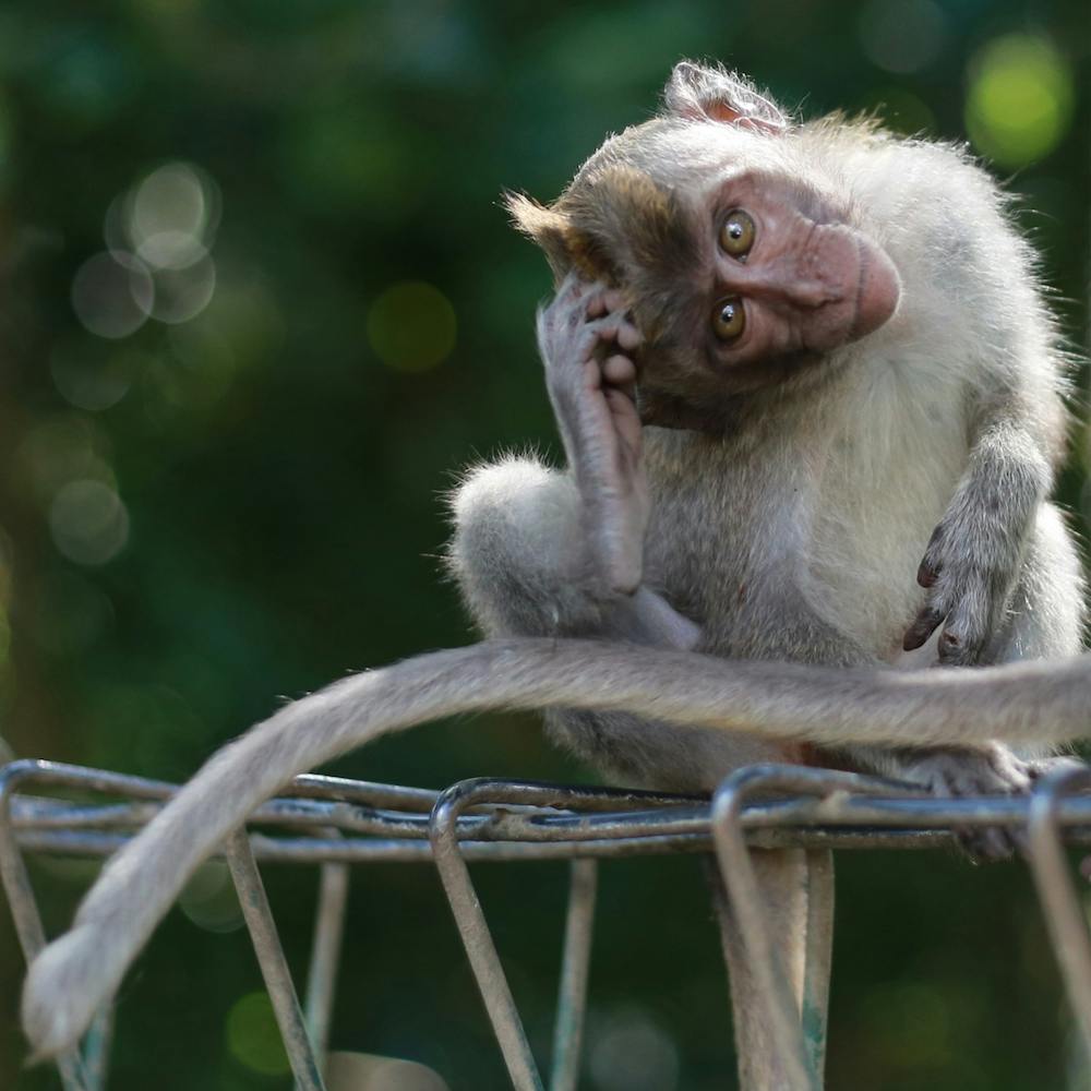 Macaque monkey at Bali