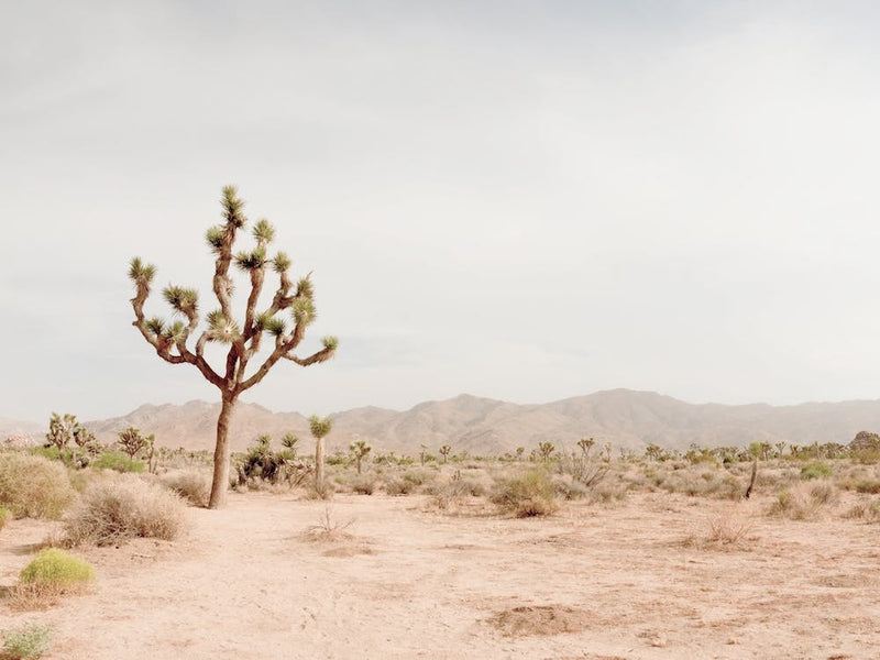 Joshua Tree Desert