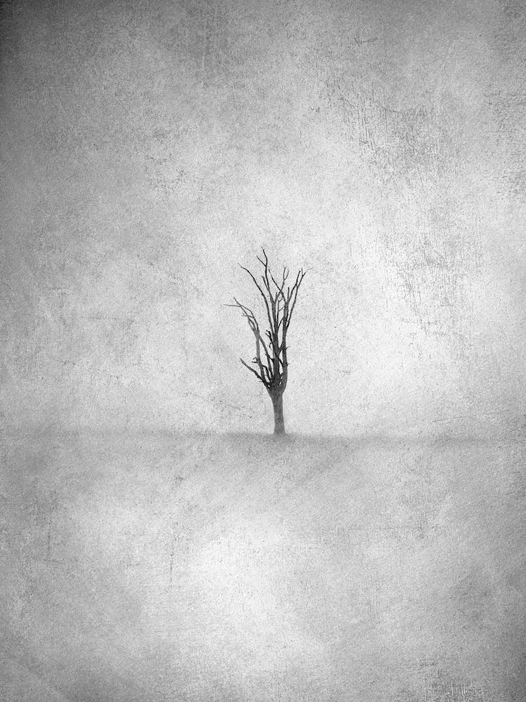 Lone Tree 2