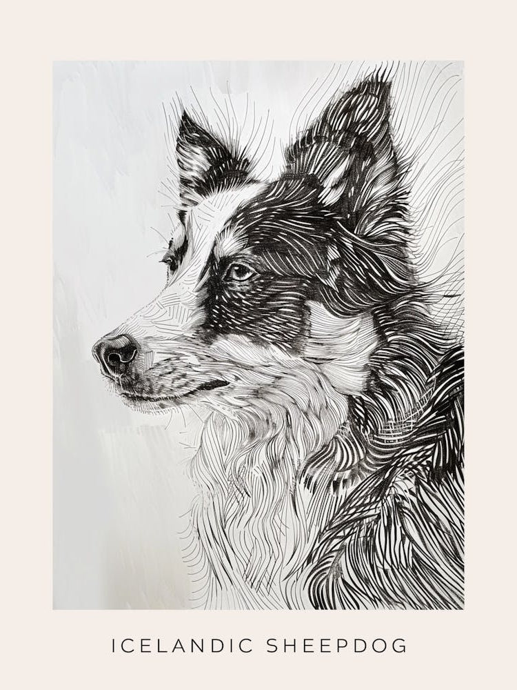 Icelandic Sheepdog Line Art 3 Poster
