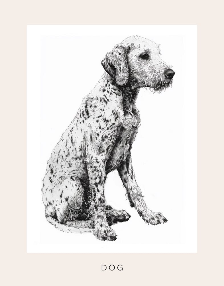 Chien à poils longs - Esquisse au trait 2 - Affiche