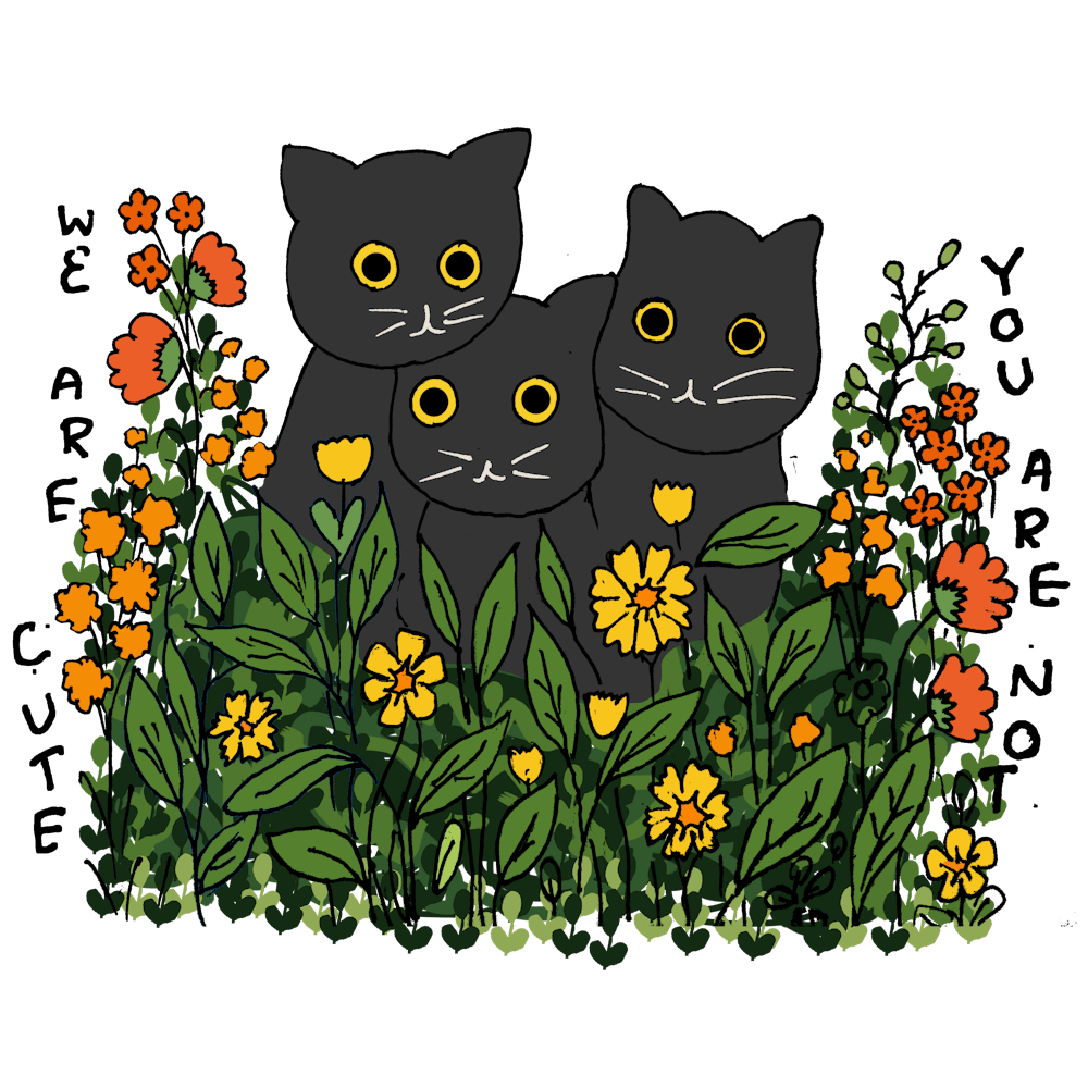 Cute black cats