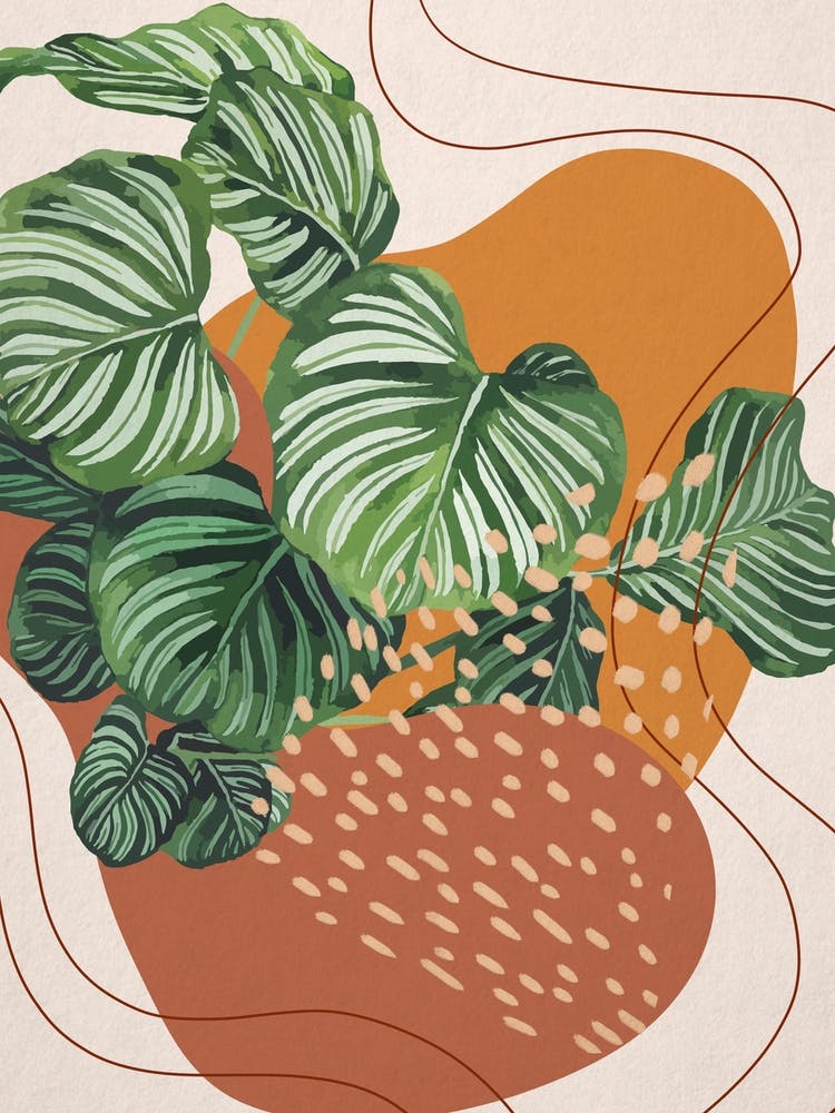 Abstract Shapes Calathea Orbifolia Plant 2