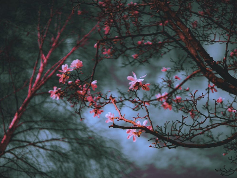 Floraison