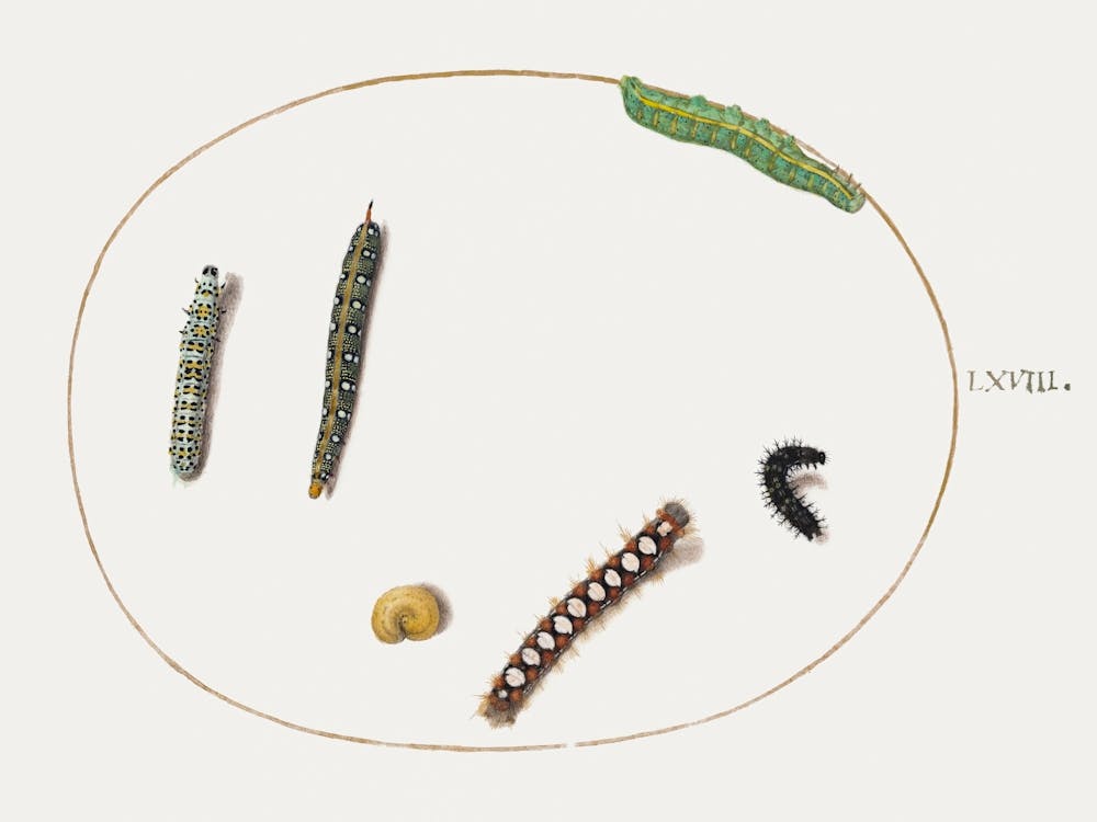 Leafy Spurge Hawkmoth Caterpillar, Mullein Moth Caterpillar, And Other Caterpillars (1575–1580), Joris Hoefnagel
