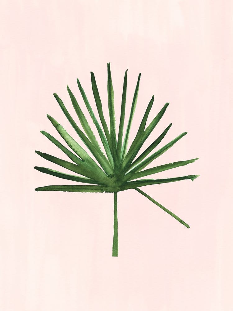 Windmill Palm