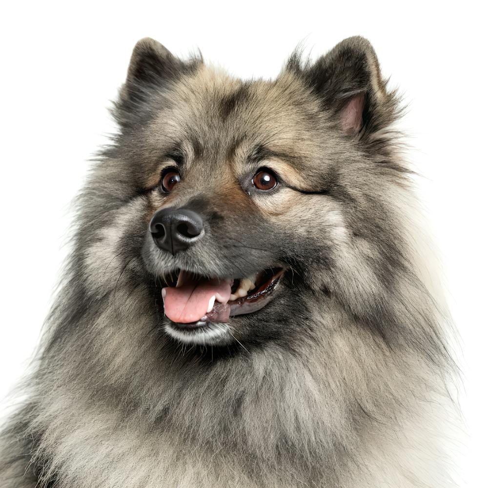 Keeshond Dog Portrait