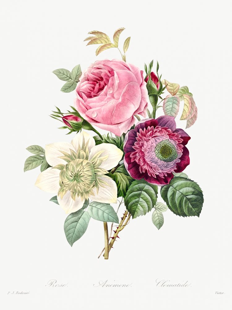 Anemone And Cabbage Rose, Pierre Joseph Redoute