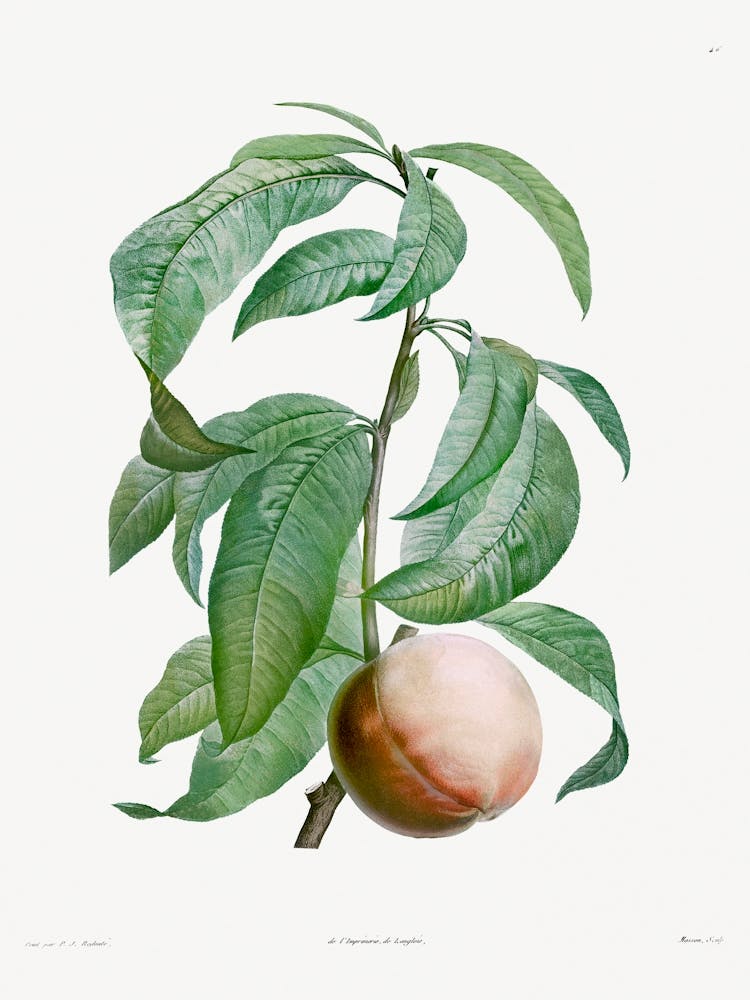 Peach from La Botanique de J. J. Rousseau, Pierre Joseph Redoute