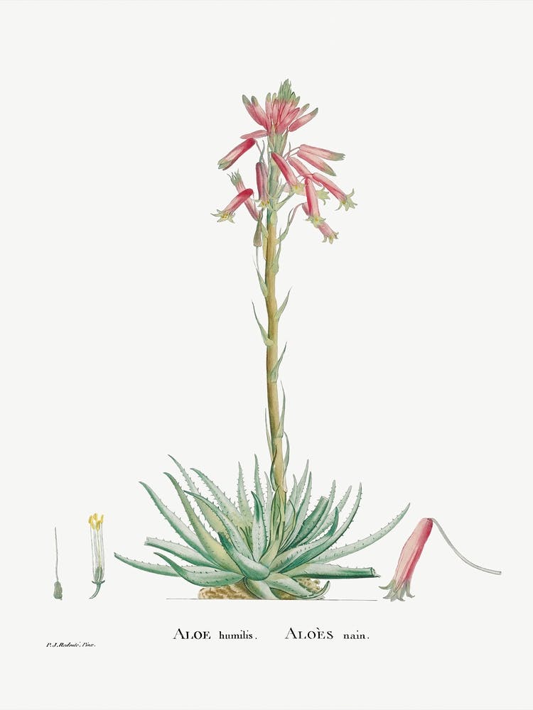 Aloe Humilis, Pierre Joseph Redoute