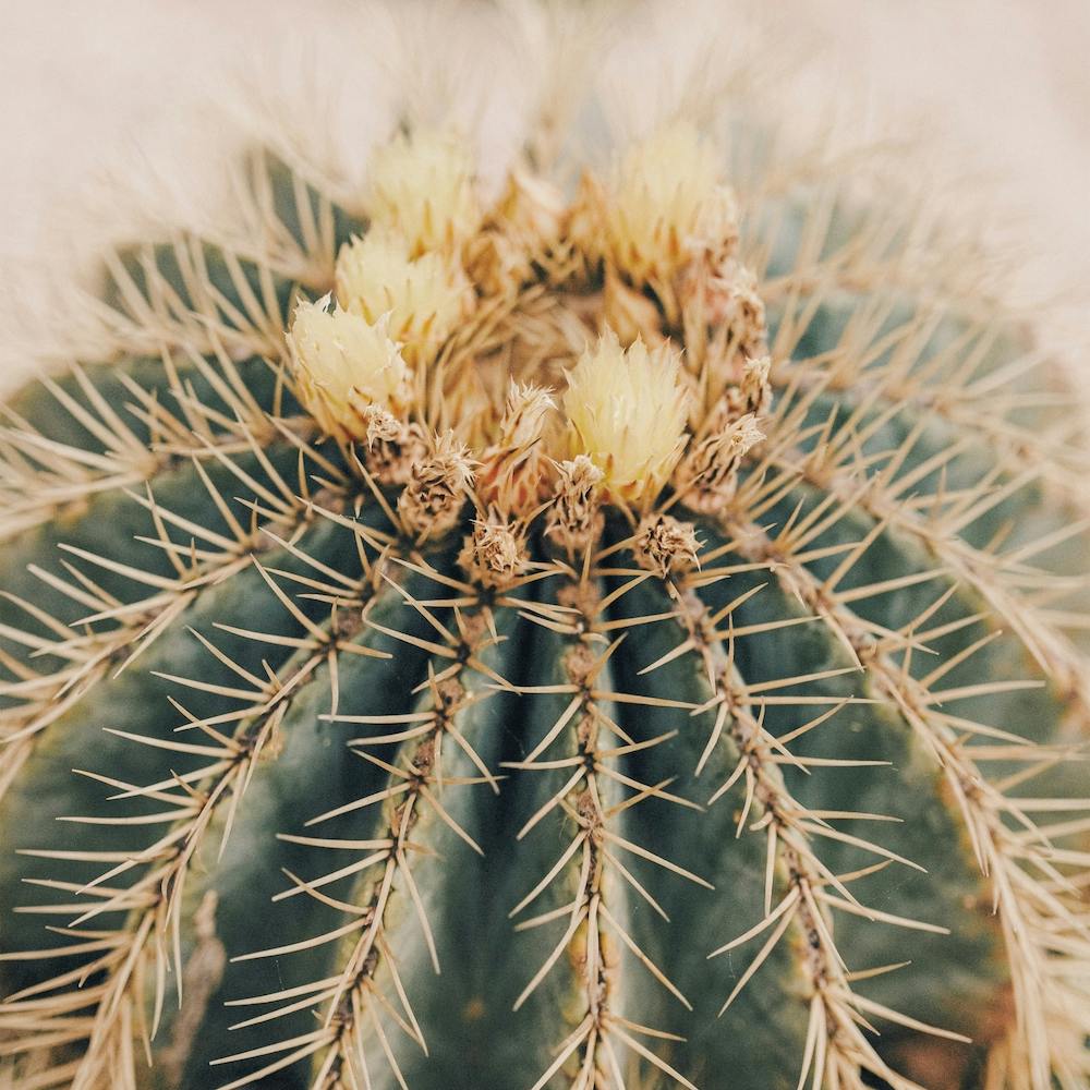 Barrel Cactus Square