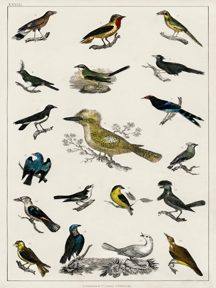 Collection Of Various Birds,  Oliver Goldsmith   