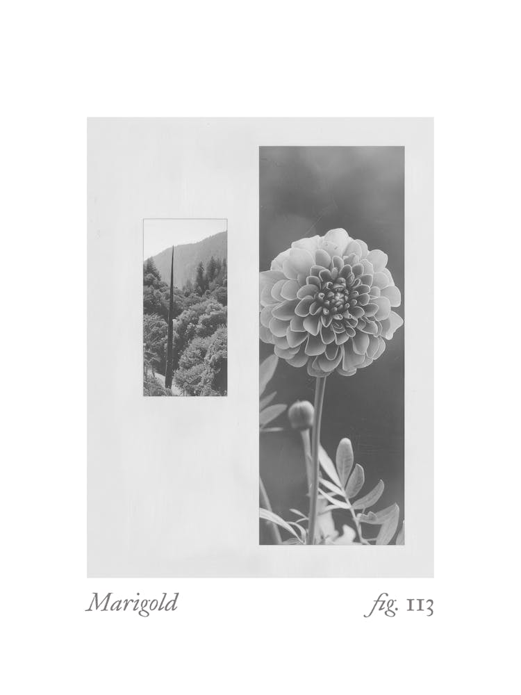 Marigold Botanical Collage 3