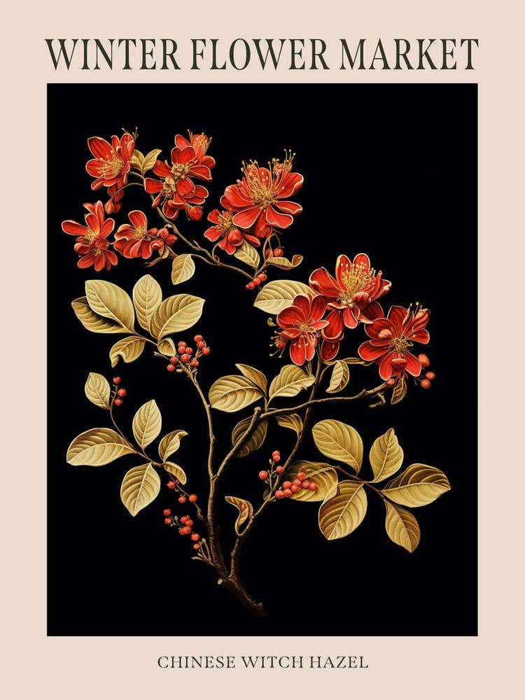 Chinese Witch Hazel 2 Winter Flower Market Poster