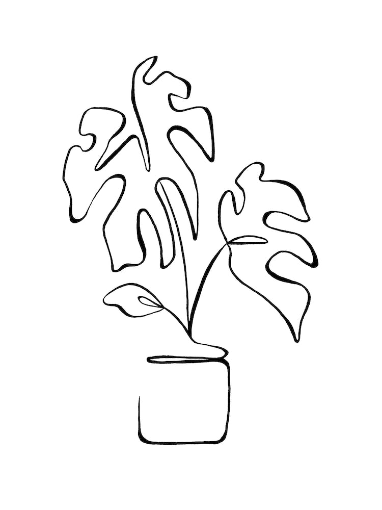 Minimal Monstera Deliciosa Plant