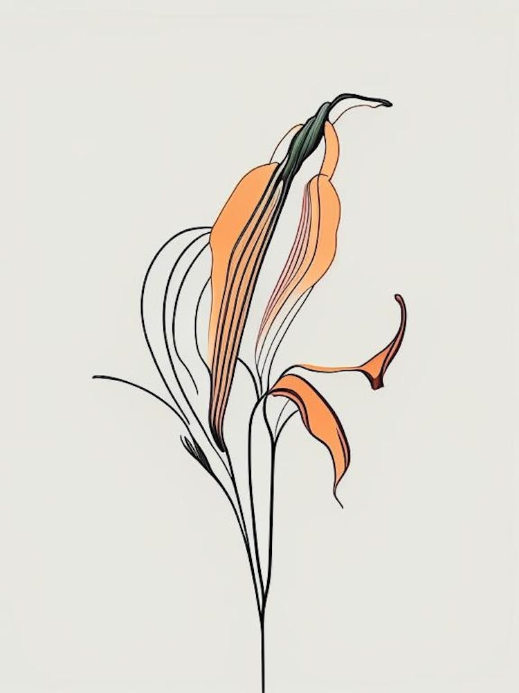 Lilium Floral Minimal Line Drawing 2 Flower