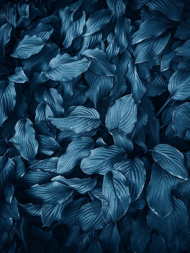New Foliage Blue Ii
