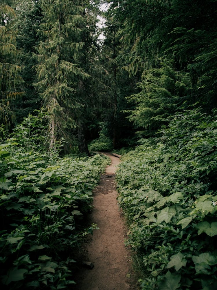 Green Forested Pathway II
