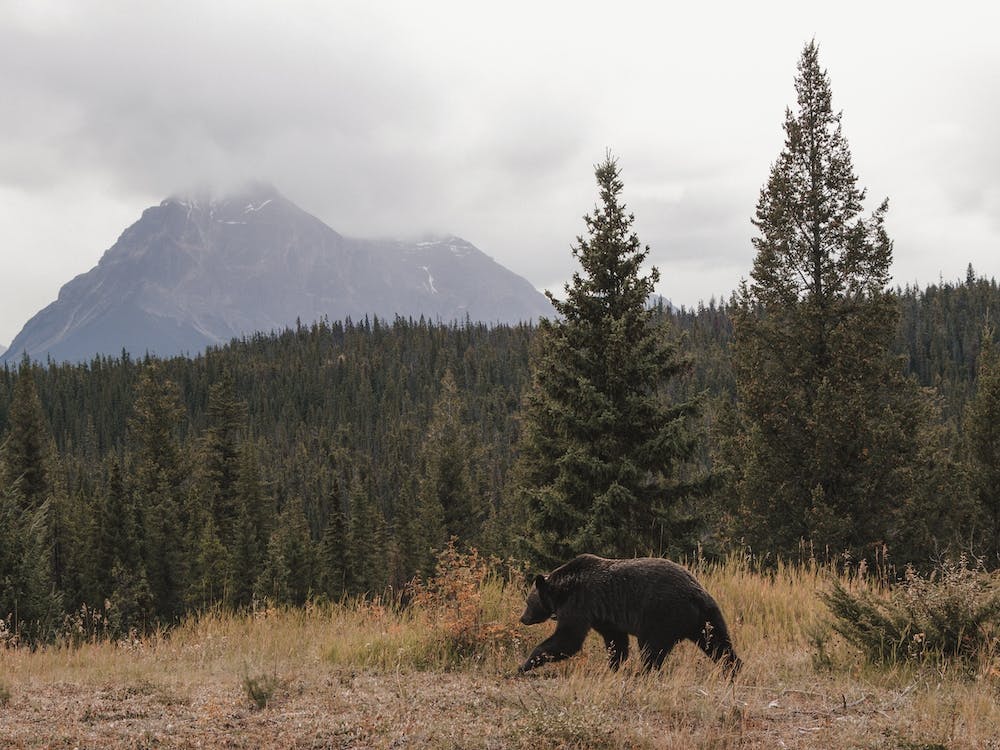 Bear Traversing Wilderness