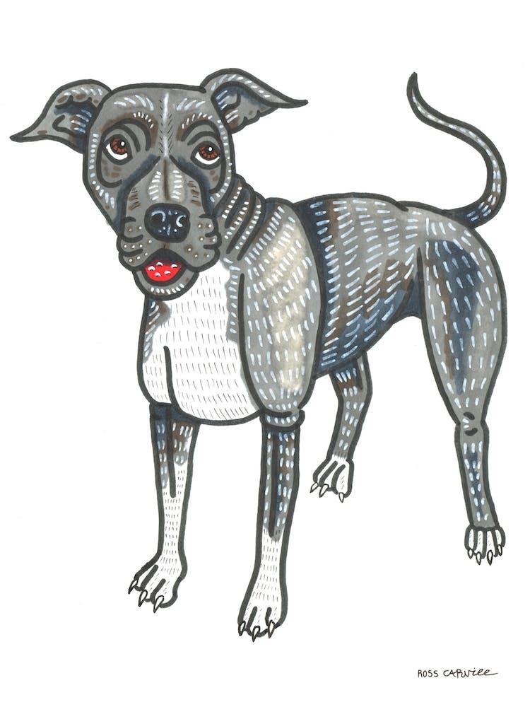 Pitbull