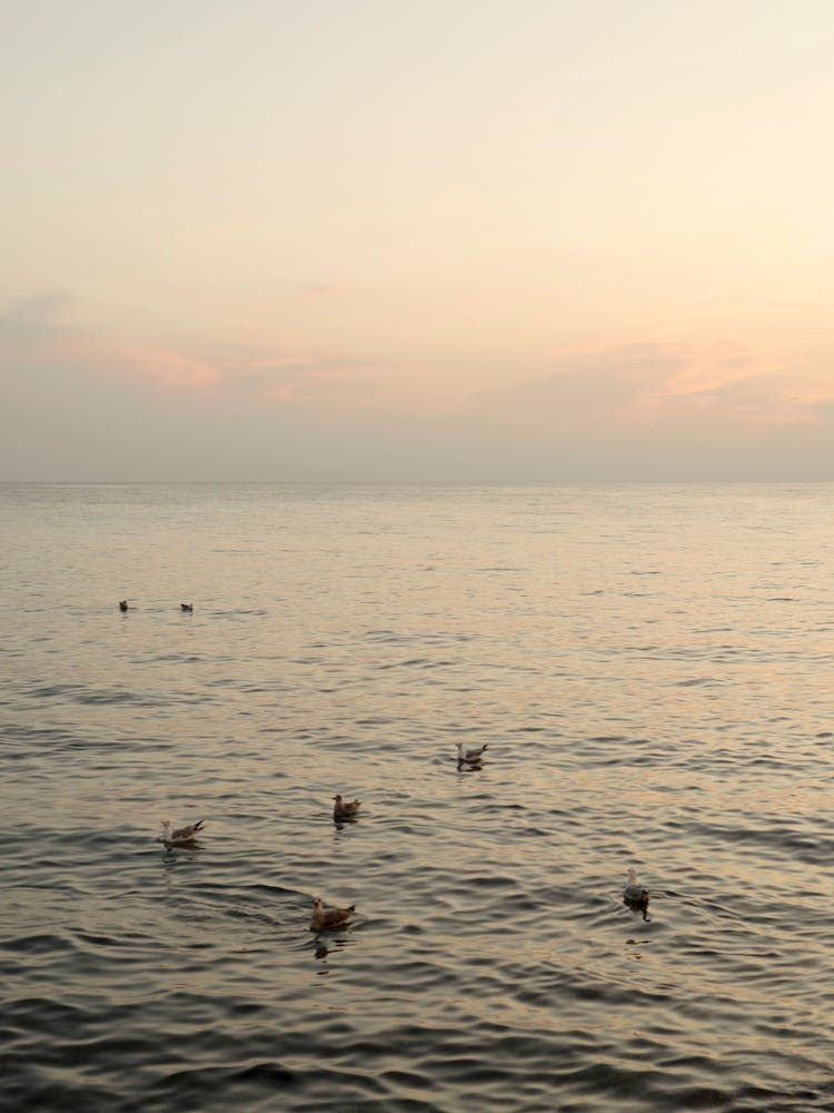 Birds at Sunset | Croatia Travel Photography