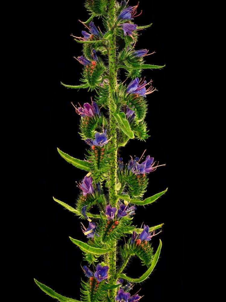 Echium Flower Detail