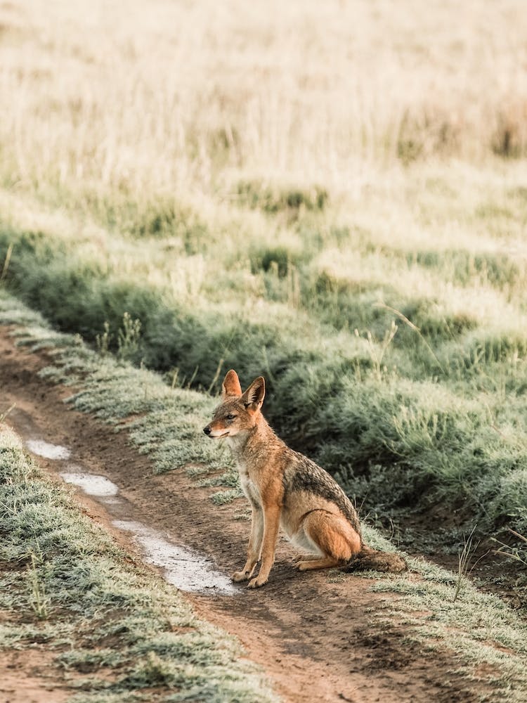 Coyote In Field