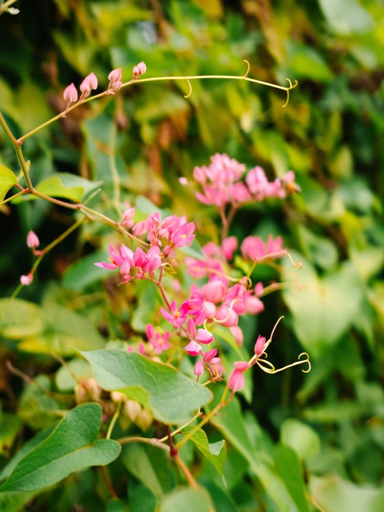 Pink Flowers in the Caribbean