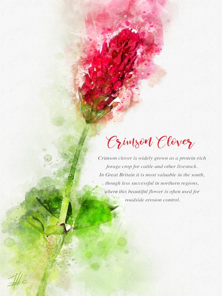 Crimson Clover