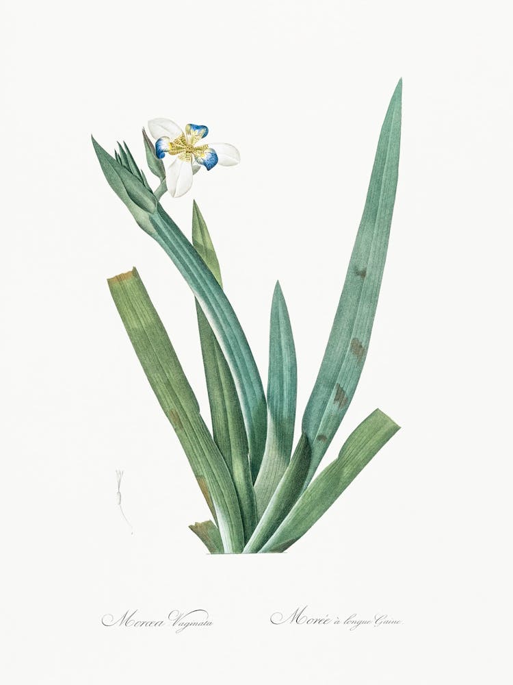 Moraea Vaginata, Pierre Joseph Redoute