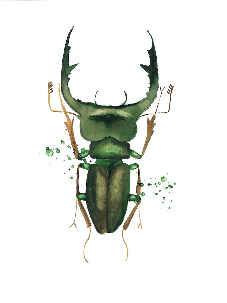 Green Deer Beetle