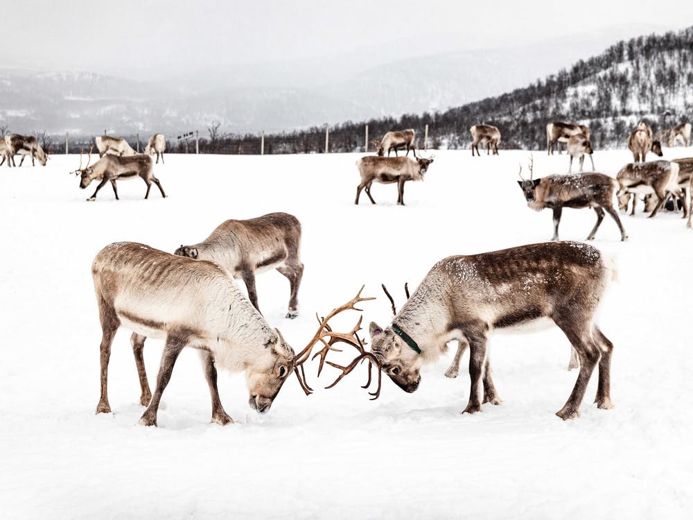 Playing Reindeers In Norway