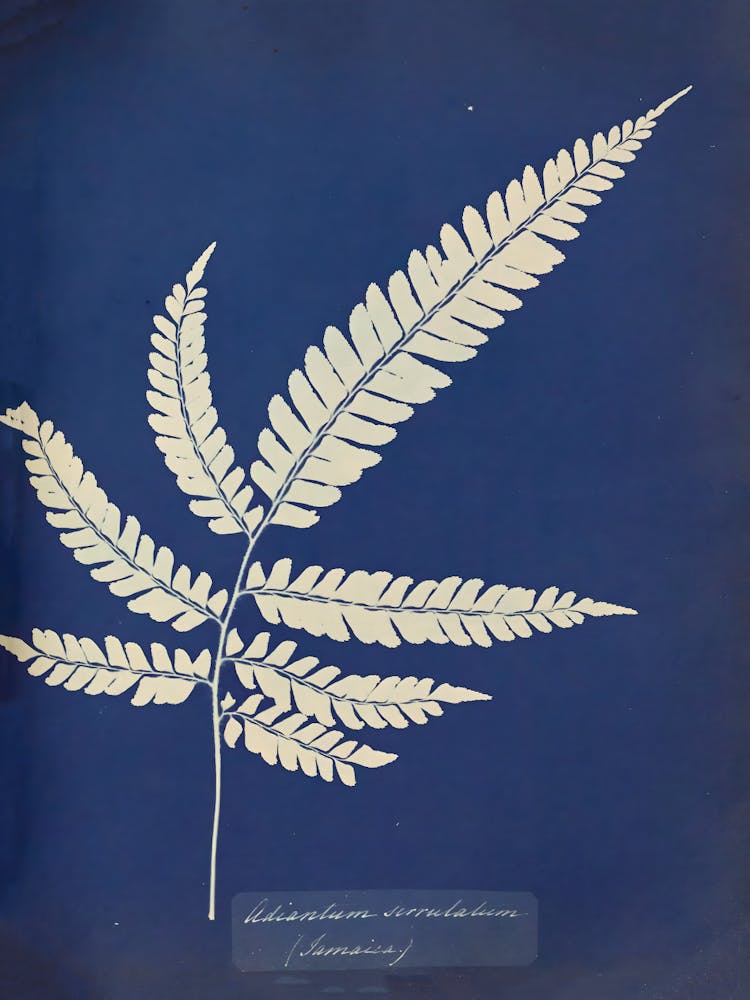 Fern Leaf 1