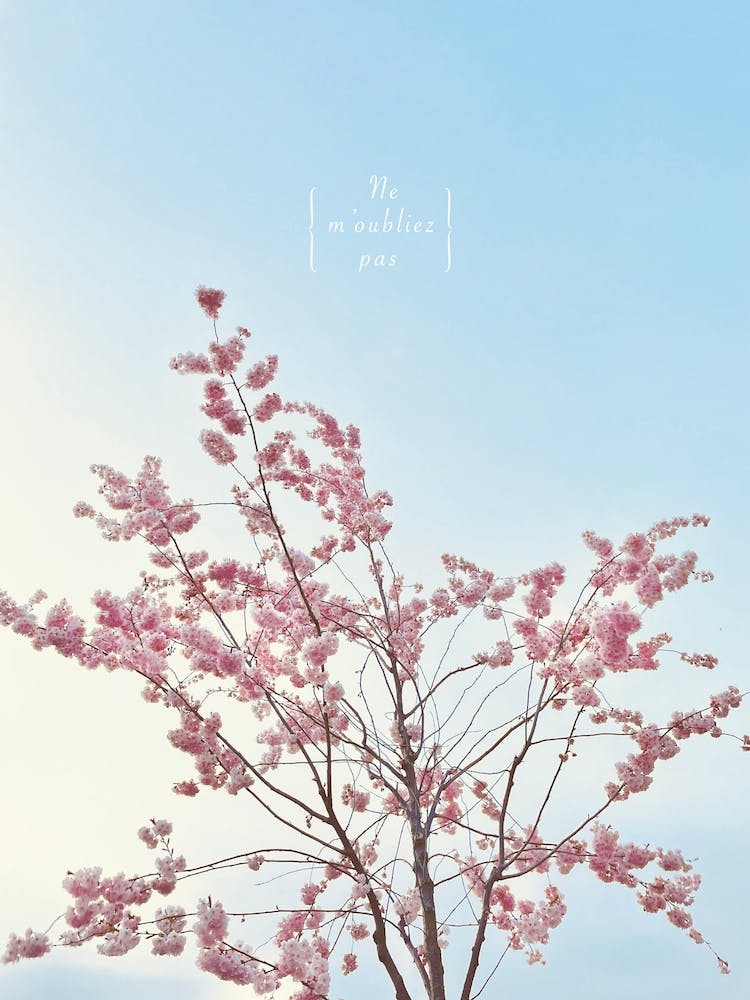 SAKURA - Ne m'oubliez pas / don't forget me